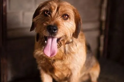 Terrierowaty JULIAN do adopcji,  łódzkie Łódź