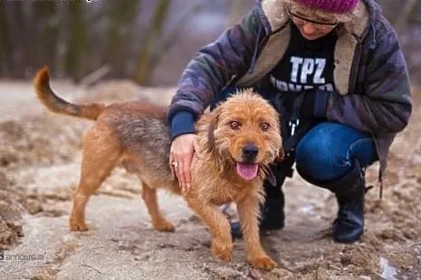 Terrierowaty JULIAN do adopcji,  łódzkie Łódź