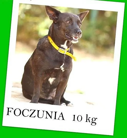Jamnik mix,3letnia,czekoladowa,10 kg suczka FOCZUN
