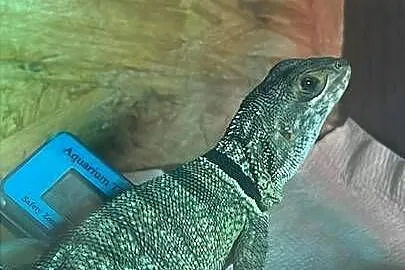 Legwan Madagaskarski, Kujawsko-pomorskie, Aleksandrów Kujawski