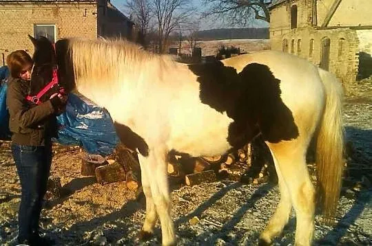 Sprzedam/zamienie źrebice