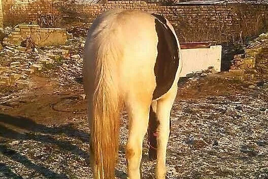 Sprzedam/zamienie źrebice