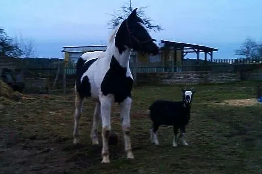 Sprzedam/zamienie źrebice