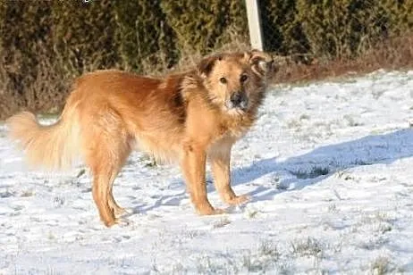Ciepły, serdeczny misiowaty Teddy czeka na dom, lubelskie Lublin