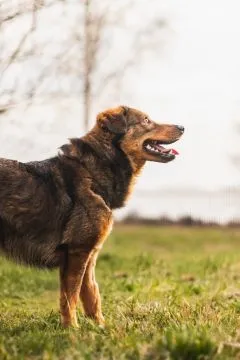Kajtek - domowy, nieduży psiak szuka domu!  Kajtuś to 12 kilogramowy piesek, , Warszawa