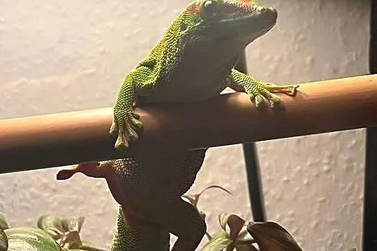 Jaszczurka do terrarium, Śląskie, Bielsko-Biała