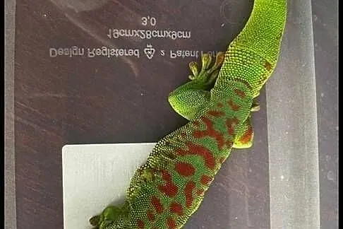 Jaszczurka do terrarium, Śląskie, Bielsko-Biała