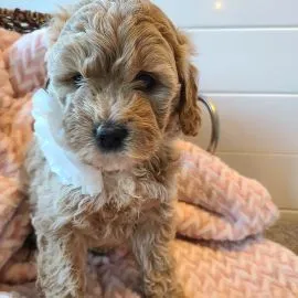Szczenięta Cavapoo dla każdego kochającego i troskliwego domu