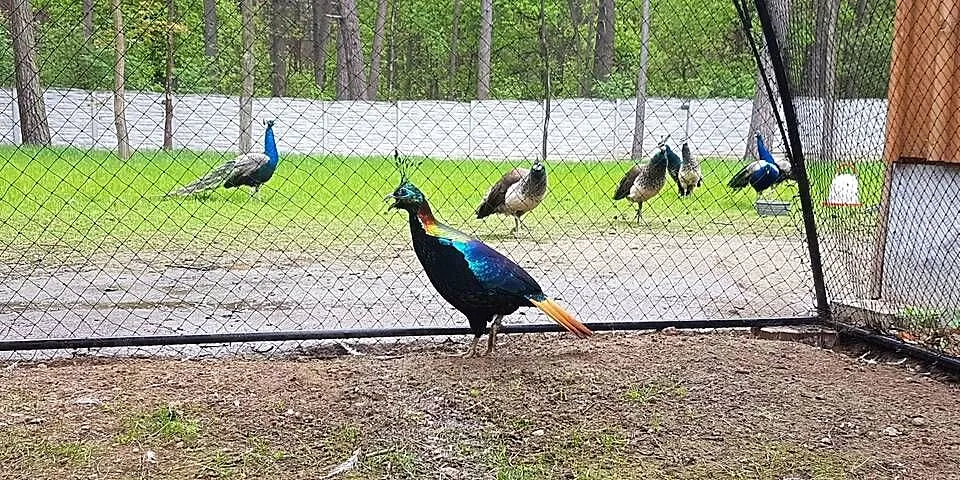 Sprzedam Olśniak Himala, Mazowieckie, Siedlce