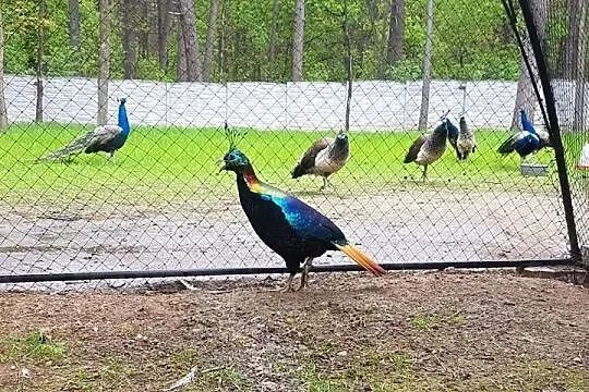Sprzedam Olśniak Himala, Mazowieckie, Siedlce