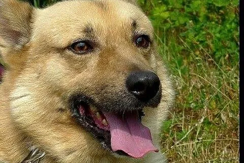 Bali ( Bruno ) czeka na dobry , spokojny dom, gdzi