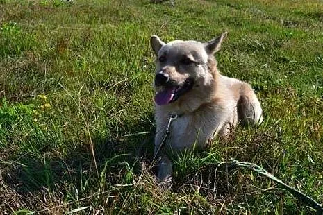 Bali ( Bruno ) czeka na dobry , spokojny dom, gdzi