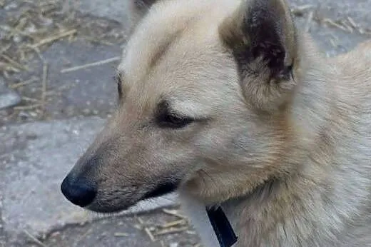 Bali ( Bruno ) czeka na dobry , spokojny dom, gdzi