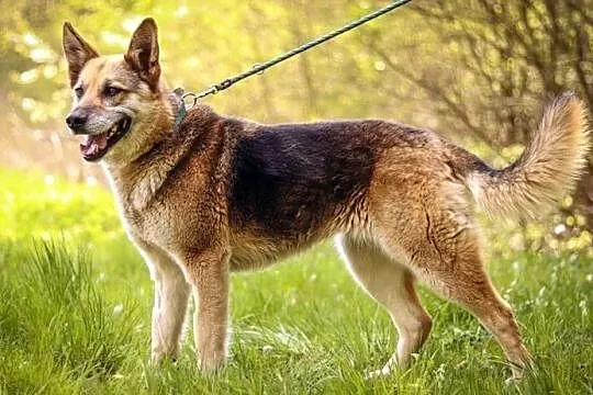 Muza - cudna owczareczka :), Warmińsko-mazurskie, Olsztyn
