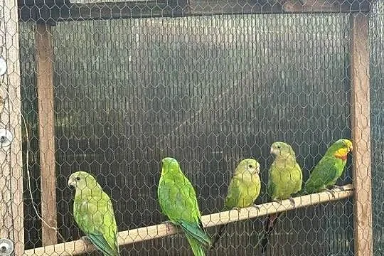 Barabandy