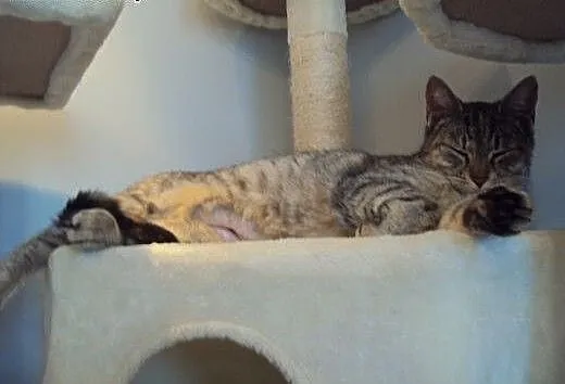 Whiskasowa Ryśka szuka dobrego domu, dolnośląskie