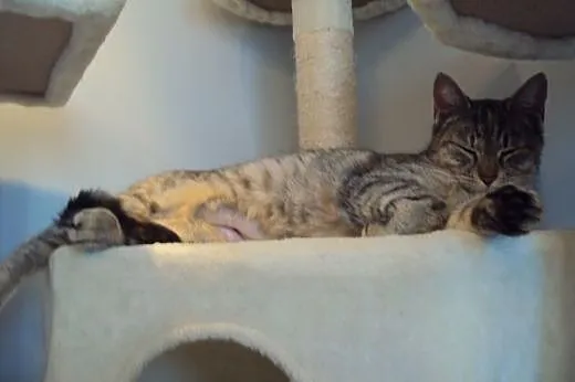 Whiskasowa Ryśka szuka dobrego domu,  dolnośląskie