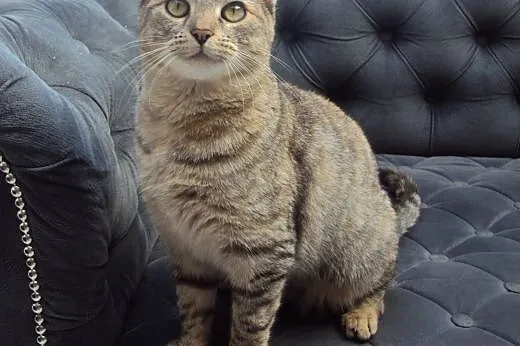 Whiskasowa Ryśka szuka dobrego domu,  dolnośląskie