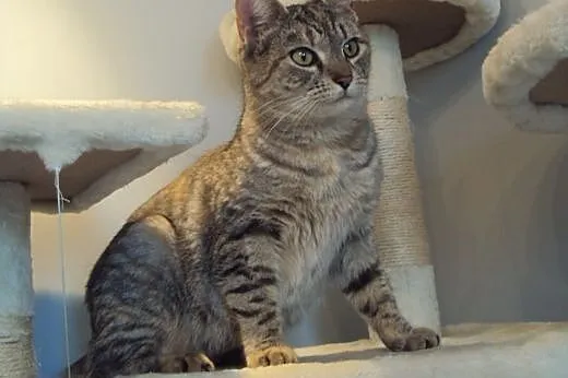 Whiskasowa Ryśka szuka dobrego domu,  dolnośląskie