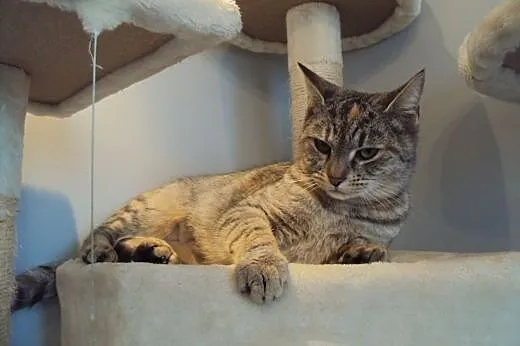 Whiskasowa Ryśka szuka dobrego domu,  dolnośląskie
