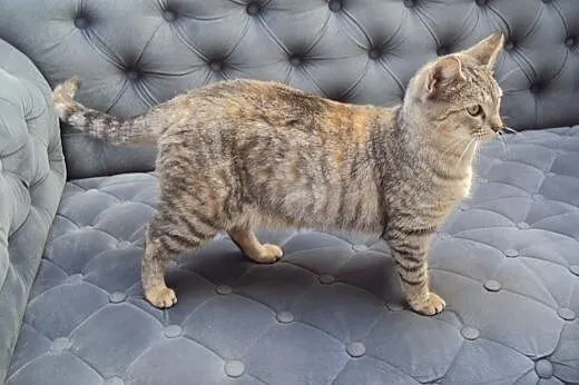 Whiskasowa Ryśka szuka dobrego domu,  dolnośląskie