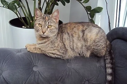 Whiskasowa Ryśka szuka dobrego domu,  dolnośląskie