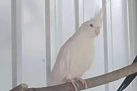 Papugi nimfy