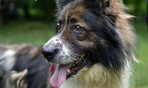 Mars do adopcji, śląskie Gliwice, Śląskie, Gliwice
