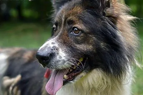 Mars do adopcji,  śląskie Gliwice, Śląskie, Gliwice