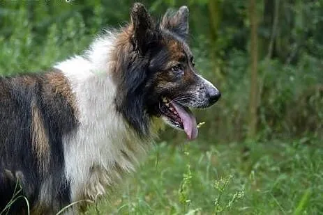 Mars do adopcji,  śląskie Gliwice, Śląskie, Gliwice