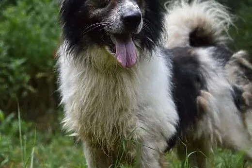 Mars do adopcji,  śląskie Gliwice, Śląskie, Gliwice