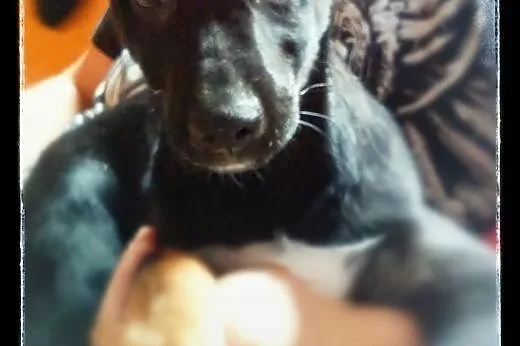 Masza 3 miesc szczeniaczek poleca się do adopcji ,