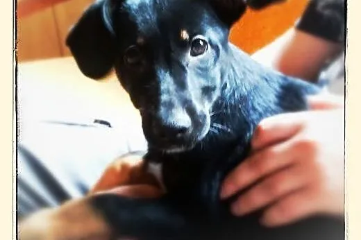 Masza 3 miesc szczeniaczek poleca się do adopcji ,