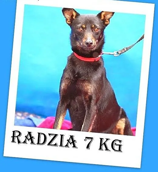 Mała,grzeczniutka,łagodna,przytulaśna suczka RADZI