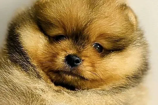 Szpic Miniaturowy Pomeranian odbiór grudzień 2025, Podkarpackie, Rzeszów