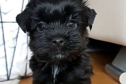 Yorkshire black, Lubelskie, Lublin