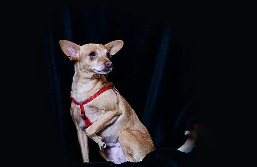 Figa PINCZEREK mix adopcja, Mazowieckie, Warszawa
