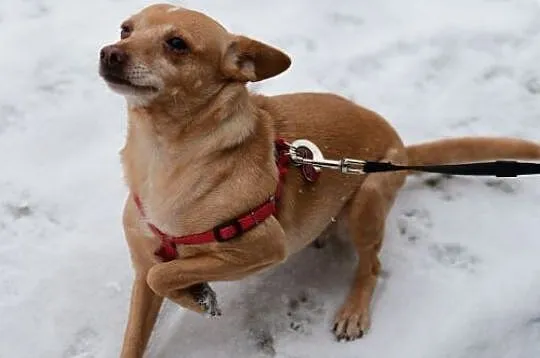 Figa PINCZEREK mix adopcja, Mazowieckie, Warszawa