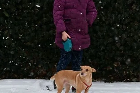 Figa PINCZEREK mix adopcja, Mazowieckie, Warszawa