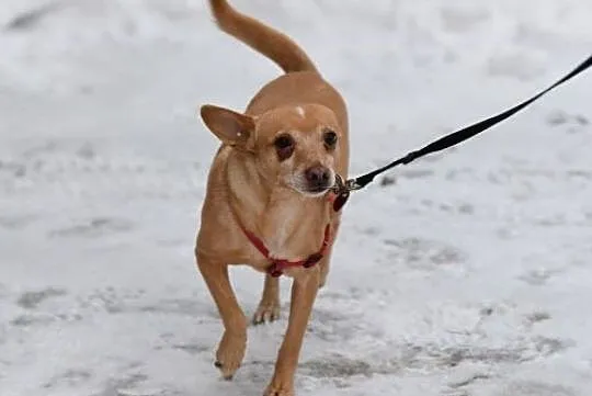Figa PINCZEREK mix adopcja, Mazowieckie, Warszawa