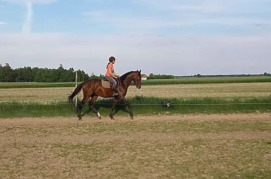Ogier małopolski AA, , 