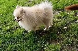 Szpic miniaturowy pomeranian