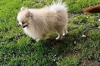 Szpic miniaturowy pomeranian, Lubelskie, Opole Lubelskie