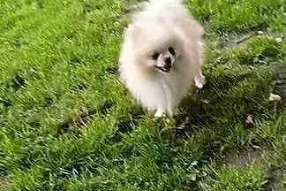 Szpic miniaturowy pomeranian, Lubelskie, Opole Lubelskie