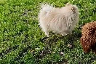 Szpic miniaturowy pomeranian, Lubelskie, Opole Lubelskie