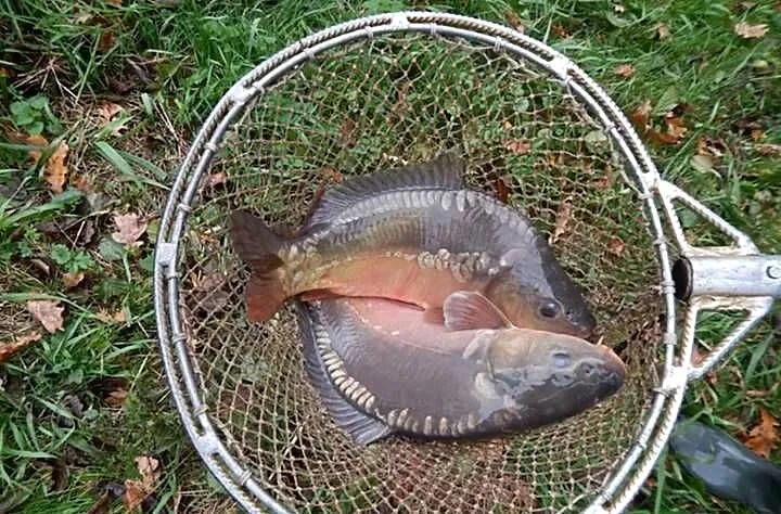 Karp handlowy żywy i przetworzony, Śląskie, Roztropice