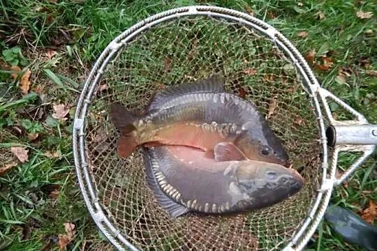Karp handlowy żywy i przetworzony, Śląskie, Roztropice