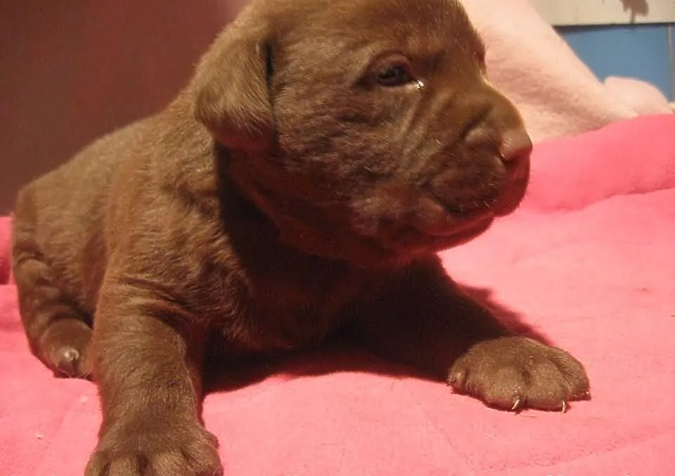 Labrador czekoladowy piesek