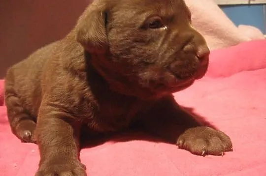 Labrador czekoladowy piesek