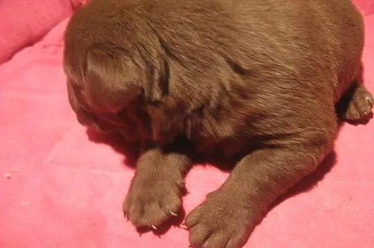 Labrador czekoladowy piesek